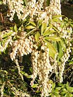 Pieris Taiwanensis (fam Ericacees) (Formose, Japon) (03) (Photo F. Mrugala)